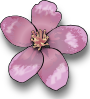 Apple Blossom clip art (119811) Free SVG Download / 4 Vector