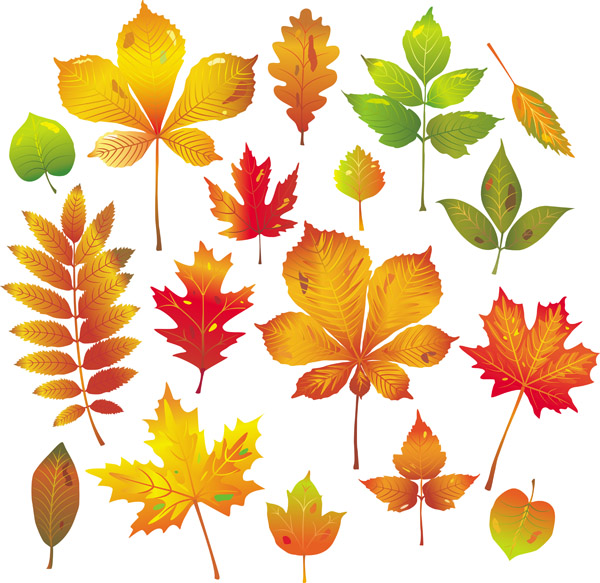 free vector Autumn leaves vector