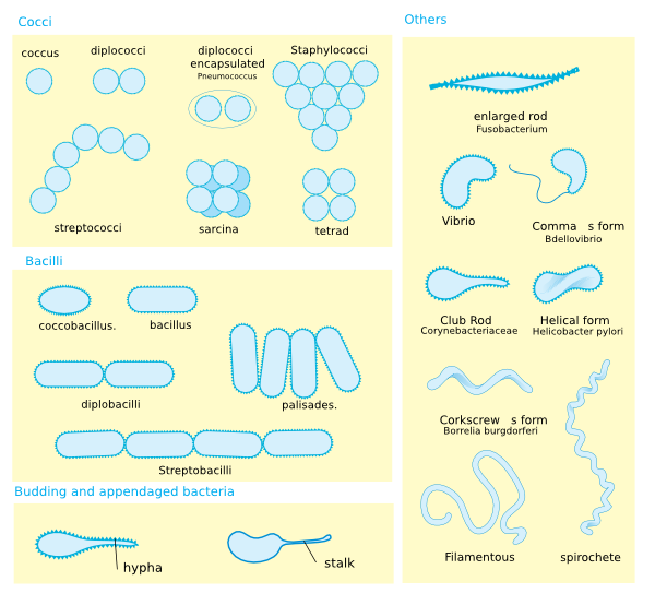 bacteria shapes and arrangement explained