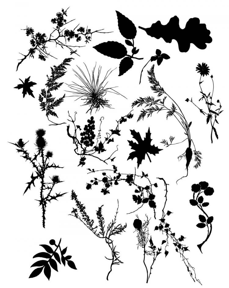 Download Beautiful foliage plant silhouette (26786) Free AI Download / 4 Vector