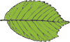free vector Bi Serrate Leaf clip art