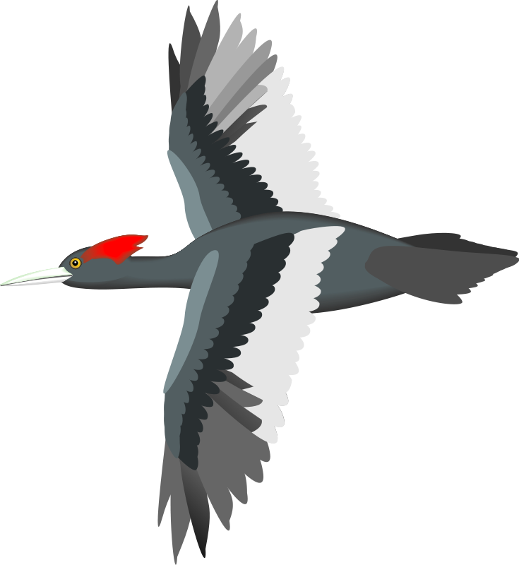 free vector Bird 13