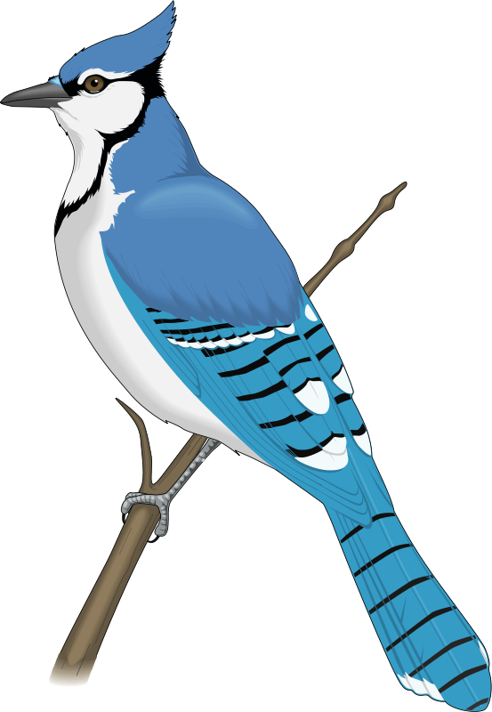 Logo bird blue jay silhouette style Royalty Free Vector