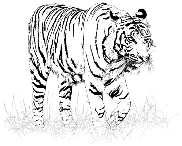 free vector Black and white tiger vector
