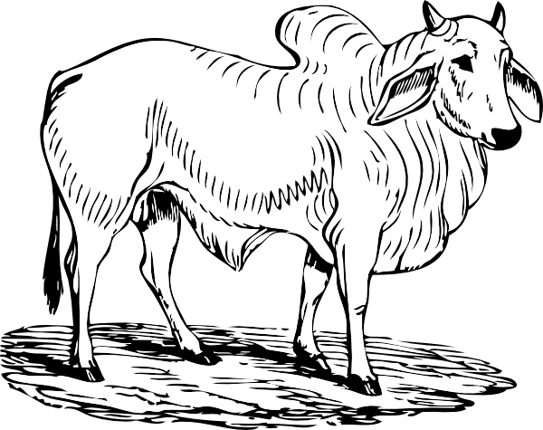 free vector Brahma Bull clip art