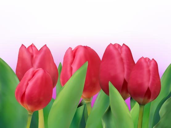 free vector Bright tulip 01 vector