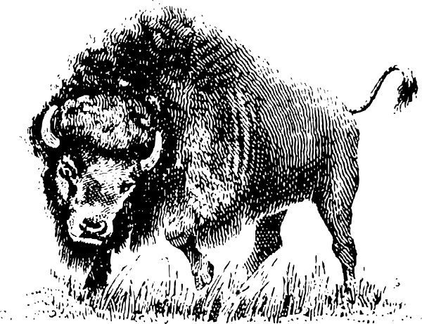 free vector Buffalo clip art