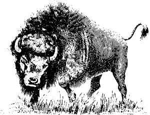 free vector Buffalo clip art