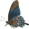 free vector Butterfly Papilio Philenor Side clip art