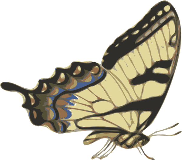 Free Free 127 Butterfly Side View Svg SVG PNG EPS DXF File