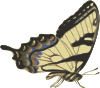 free vector Butterfly Papilio Turnus Side View clip art