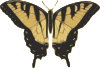 free vector Butterfly Top View clip art