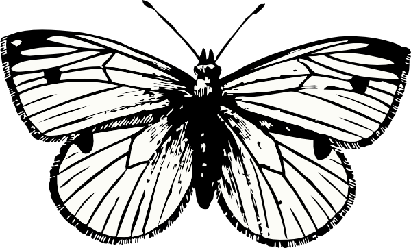 free vector Cabbage Moth clip art