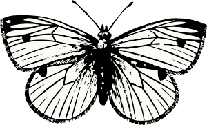free vector Cabbage Moth clip art