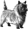 free vector Cairn Terrier clip art