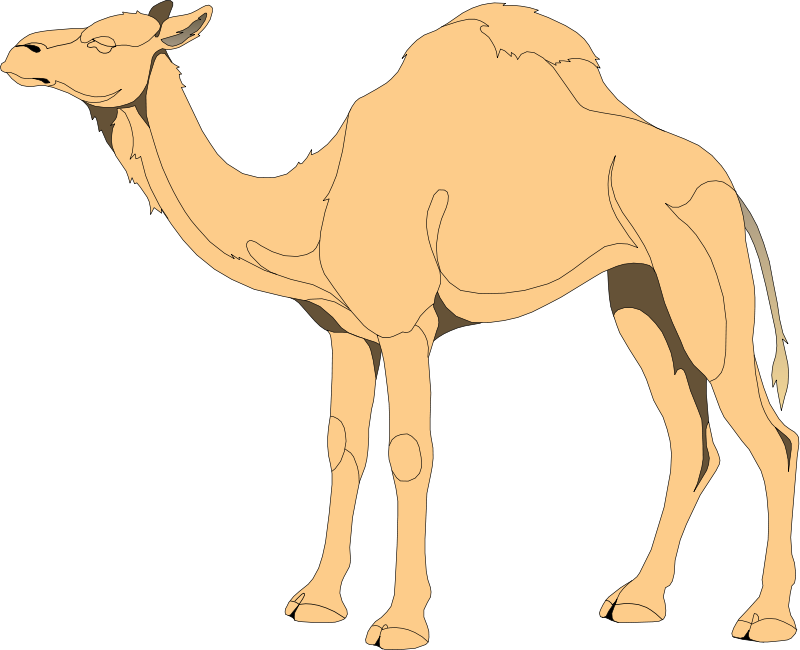 free vector Camel 4