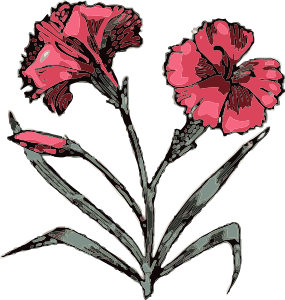 free vector Carnation clip art