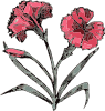 free vector Carnation clip art