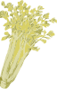 free vector Celery clip art