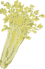 free vector Celery clip art