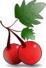 free vector Cherries Fruit clip art