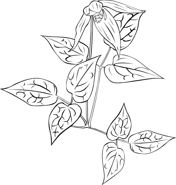 free vector Clematis Occidentalis Outline clip art