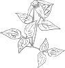 free vector Clematis Occidentalis Outline clip art