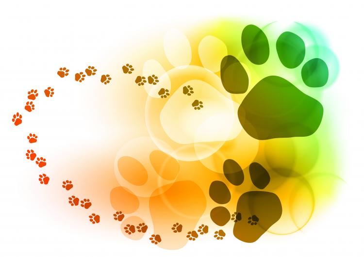 free vector Colorful bubbles footprints background vector