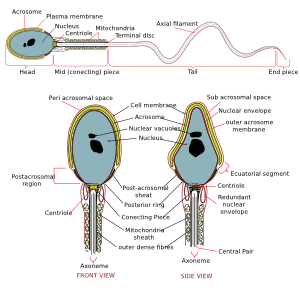 free vector Complete Diagram Of A Human Spermatozoa clip art