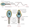 free vector Complete Diagram Of A Human Spermatozoa clip art