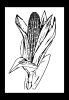 free vector Corn clip art