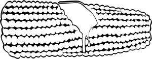 free vector Corn On The Cob (b And W) clip art