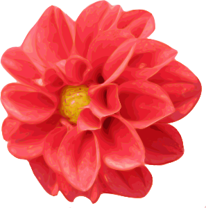 free vector Dahlia Rose clip art