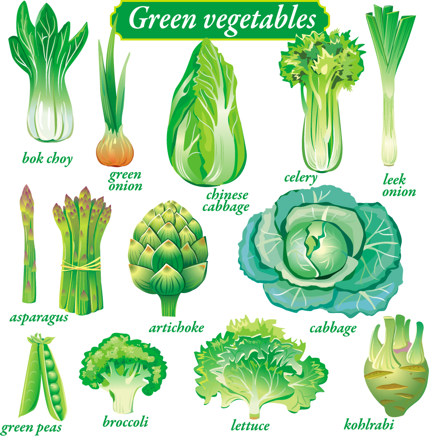 free vector Delicate green vegetables vector
