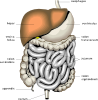 free vector Digestive Organs Medical Diagram clip art