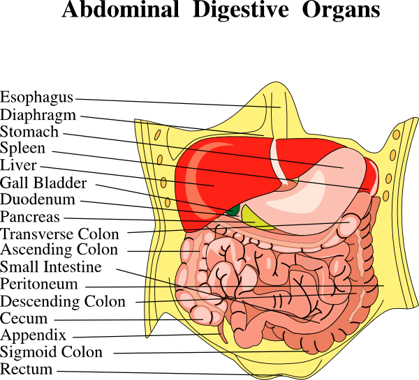 Digestive Organs Medical Diagram clip art (111129) Free SVG Download