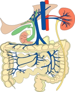 Digestive Organs Medical Diagram clip art Free Vector ...