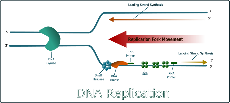 free vector DNA Replication