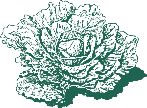 free vector Dutch Cabbage clip art