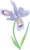 free vector Dwarf Lake Iris clip art