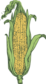 free vector Ear Of Corn Colored clip art