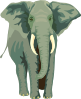 free vector Elephant clip art