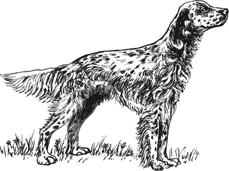free vector English setter grayscale