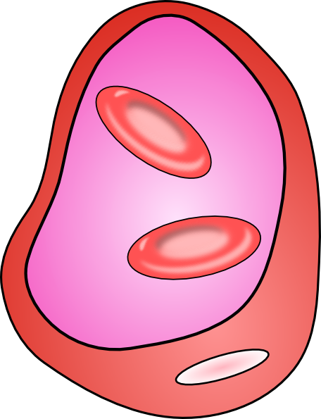 free vector Erythrocyte Red Blood Cell clip art