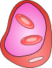 free vector Erythrocyte Red Blood Cell clip art