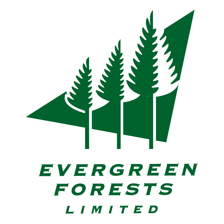 free vector Evergreen forests