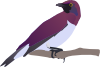 free vector Exotical Bird clip art