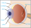 free vector Eye With Labels clip art