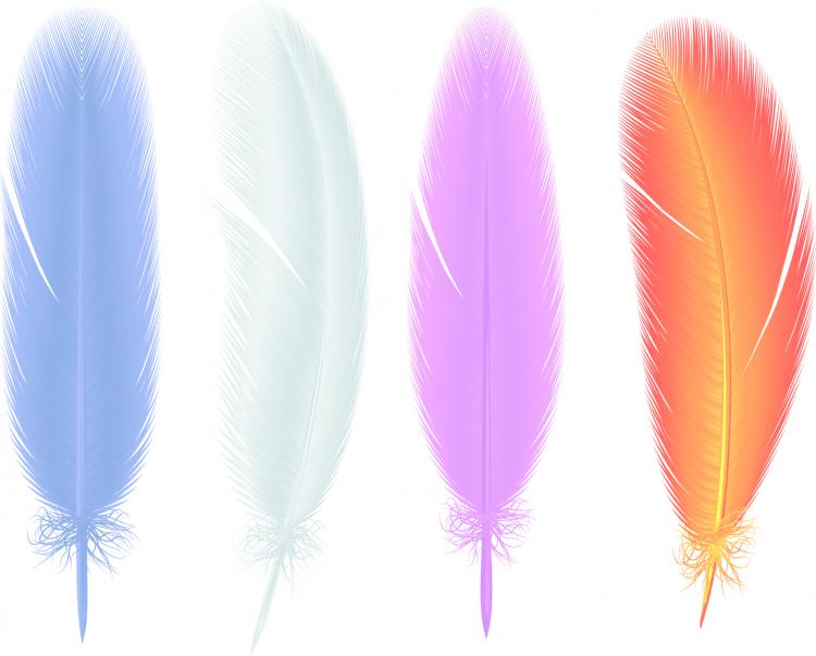free vector Feathers 02 vector