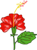 free vector Flower Hibiscus clip art